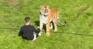 Heartbreaking audio of man politely asking family to take photo with tiger before falling in enclosure