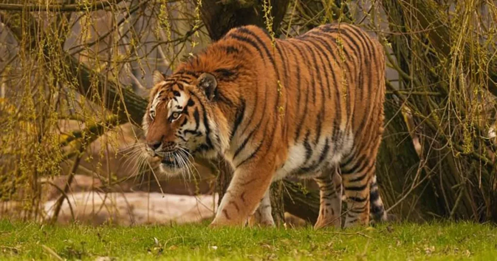 First picture of tiger who killed man in enclosure as zoo reveals its fate