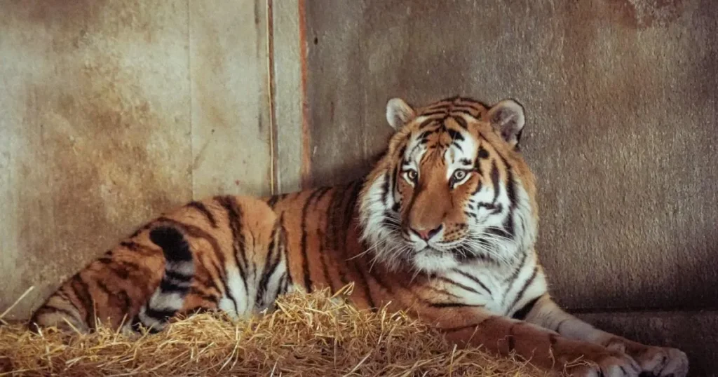 Altai the tiger will return to enclosure days after mauling man to death