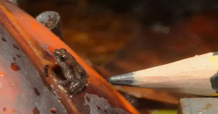 ‘Miracle’ as London Zoo welcomes 15 critically endangered baby frogs