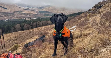 Dog is crowned animal of the year for hunting ‘sea vomit’ – but what is it?