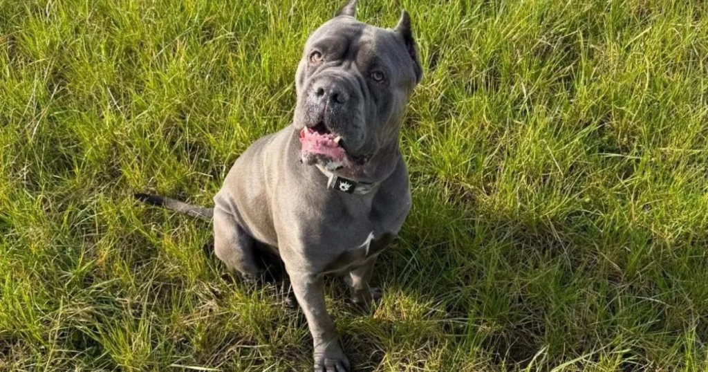 ‘Our 50kg Cane Corso died after choking on £12 toy – we want justice’