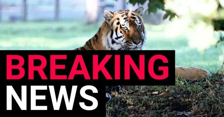 Tiger who killed man in enclosure pictured after Yorkshire Wildlife Park reopens