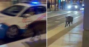 Police chase wild boar wreaking havoc though city centre during festival