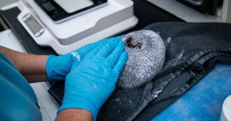 Rescuers come to the aid of bald hedgehog after it loses all its prickles