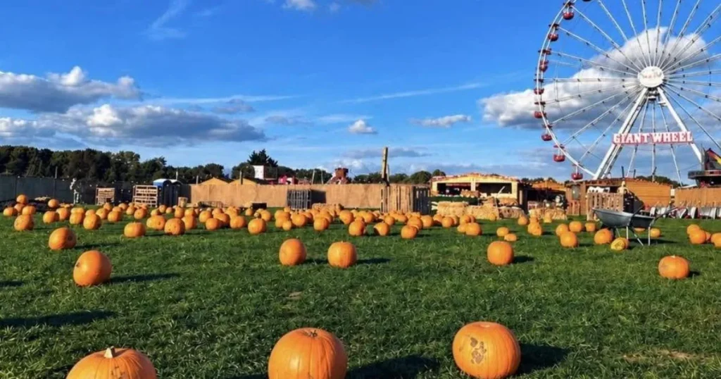 Suffolk’s ‘most depressing pumpkin patch’ event compared to Willy Wonka disaster