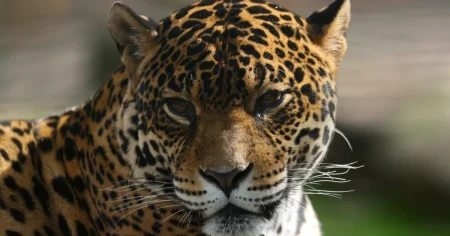 Zookeeper dies after being mauled by a leopard