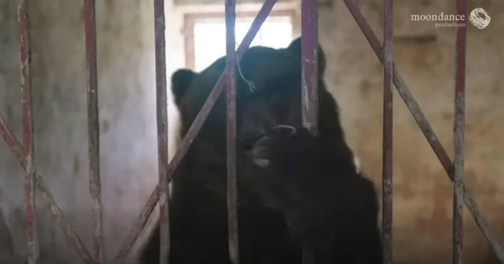 Daring rescuers save bears from rusting cages in Russia for life in Irish forest