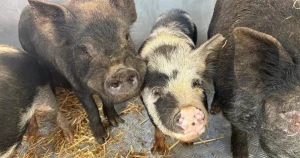 Pigs that escaped a slaughterhouse and wreaked havoc on a busy road are saved