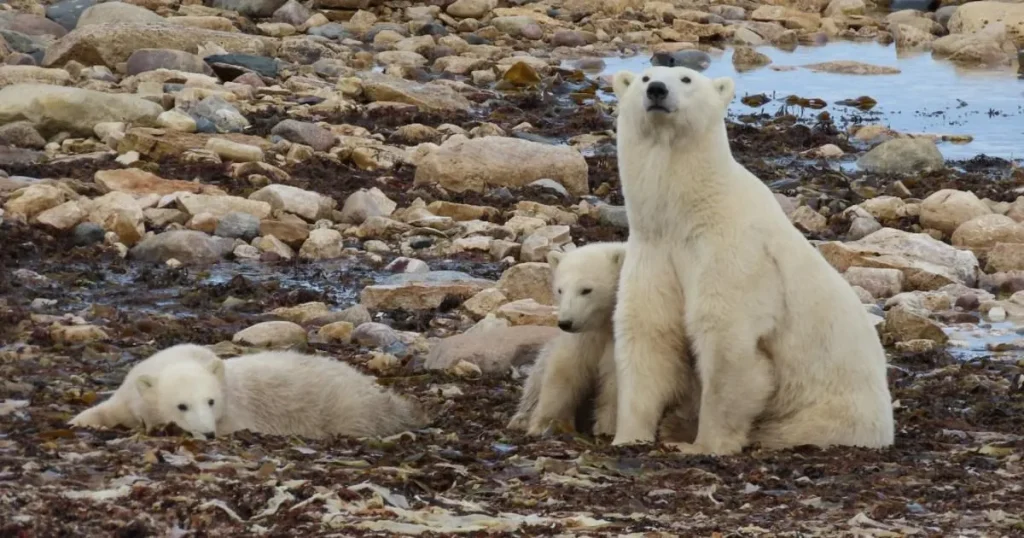 Scientists try new way to tackle rising human encounters with polar bears