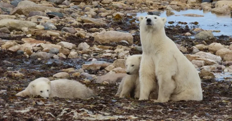 Scientists try new way to tackle rising human encounters with polar bears
