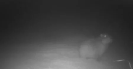 Samba the runaway Capybara caught on camera after months on the lam