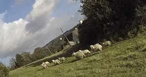 Man, 24, arrested for suspected false £90,000 insurance claim for 650 stolen sheep