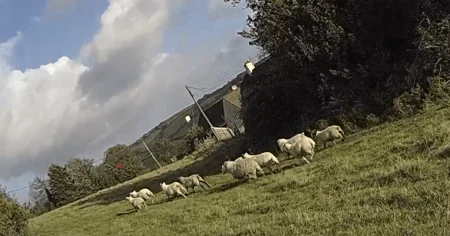 Man, 24, arrested for suspected false £90,000 insurance claim for 650 stolen sheep